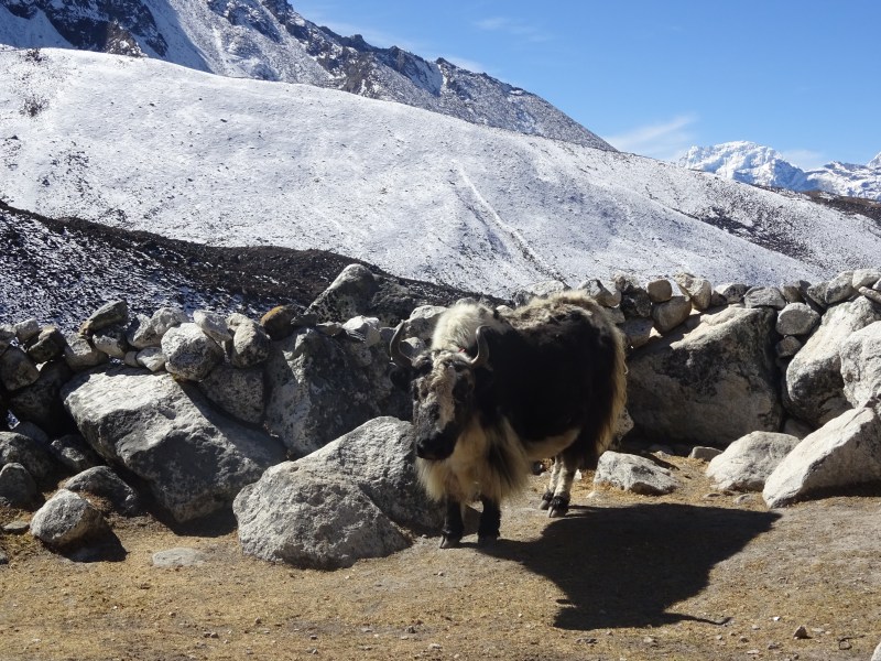 Obligatory yak portrait