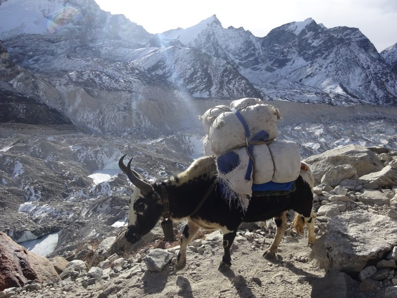 Yak carrying a load, with the Khumbu glacier in the background